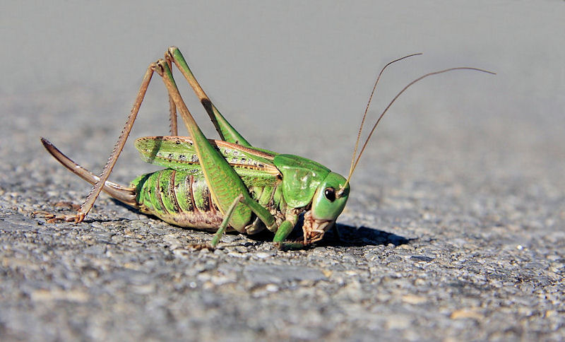 Identificazione